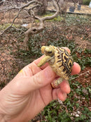 Hi White Leopard Tortoise 2026