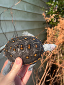 Ornate Diamondback Terrapin Female