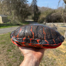 Northern Red Bellied Turtle Adult Female