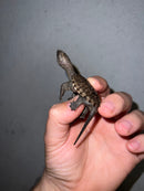 Cinnamon Snapping Turtle