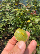 Pastel Clown Red Eared Slider Turtle