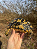 Libyan Greek Tortoise Adult Male
