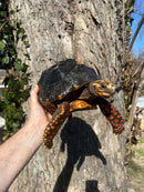 Barbados Red Foot Tortoise Adult Pair