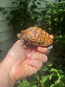 Gulf Coast Box Turtle 2021 Female