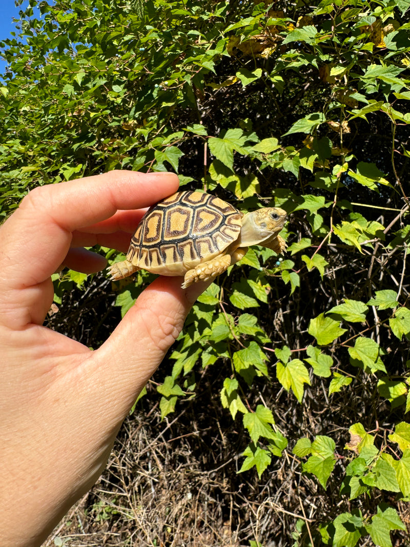 Leopard Tortoise 2024