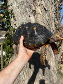 Barbados Red Foot Tortoise Adult Pair