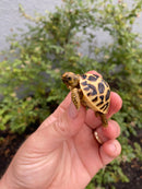 Burmese Star Tortoise 2026