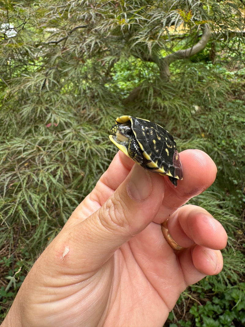 HI YELLOW Florida Box Turtle Baby 2024