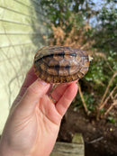 Golden Coin Box Turtle 2023