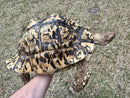 Leopard Tortoise Adult Female