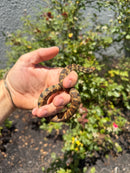 Salt Marsh Water Snake Adult Female