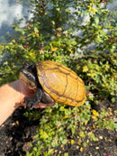 Pacific Giant Musk Turtle Adult Male