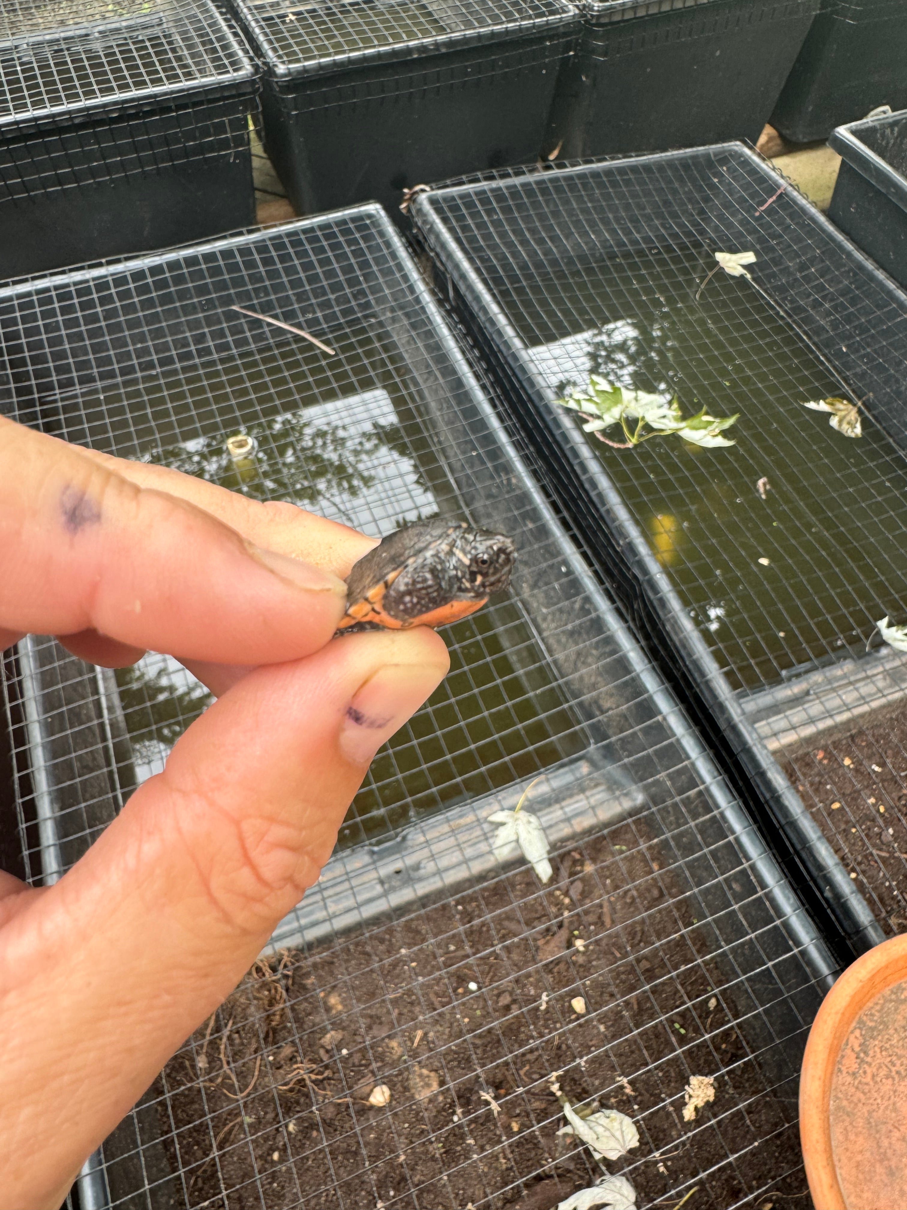 Razor backed Musk Turtle X Stinkpot Musk Turtle Hybrid Baby For Sale ...