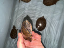Stripe-necked Musk Turtle Adult Breeding Group 1.4  (Sternotherus peltifer)