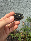 HI YELLOW Florida Box Turtle