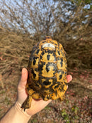 Libyan Greek Tortoise Adult Male