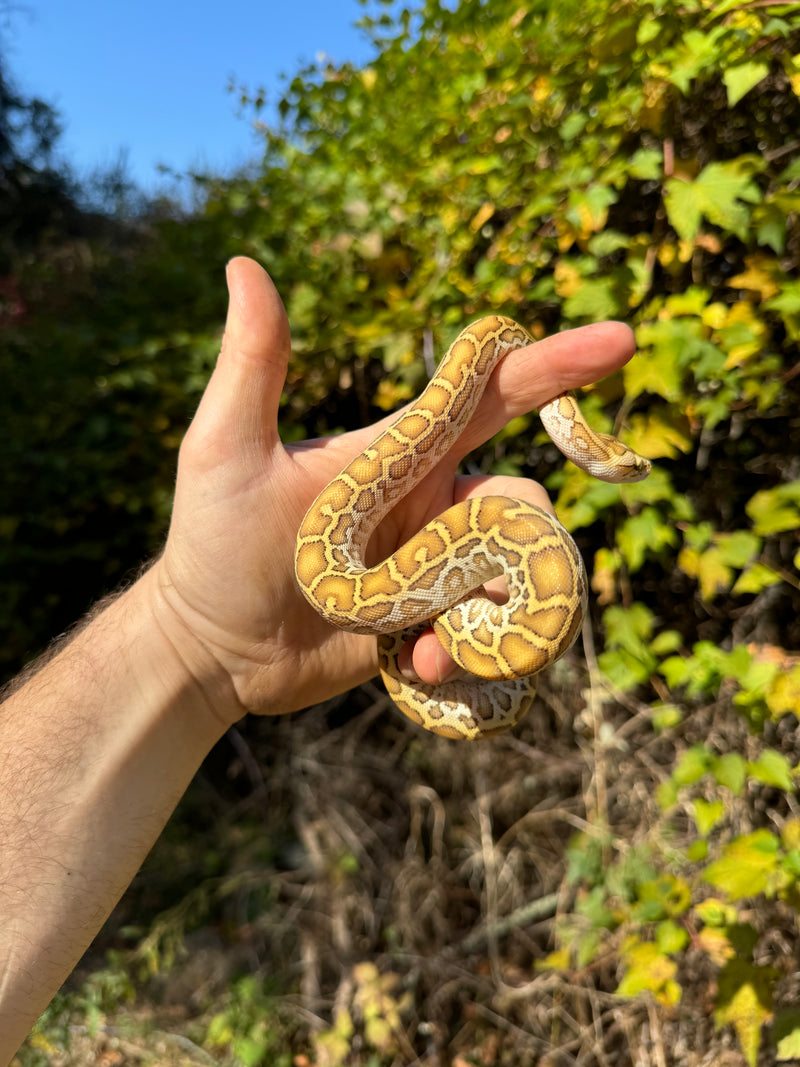 Hypo Burmese Python Female