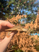 Nile Softshell Baby USA CB