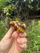 Cherrybomb Red Foot Tortoise Baby 2025