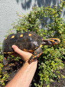Red Foot Tortoise Adult Male