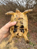 Libyan Greek Tortoise Adult Female