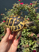 Eastern Hermann's Tortoise Adult Female