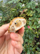 Hypo Stripe-necked Musk Turtle Adult Female
