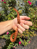 Red Salt Marsh Water Snake Adult Female