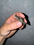 Hi White Concentric Diamondback Terrapin 2024