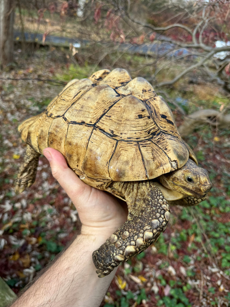 Leopard Tortoise Adult Male