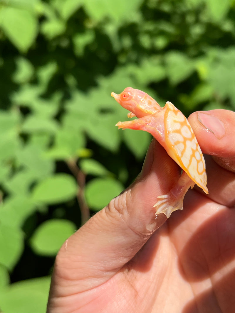 Albino Florida Softshell 2024