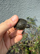 West Coast Pond Turtle Baby