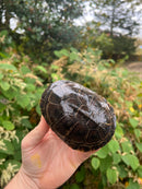 Adanson's Mud Turtles Pair