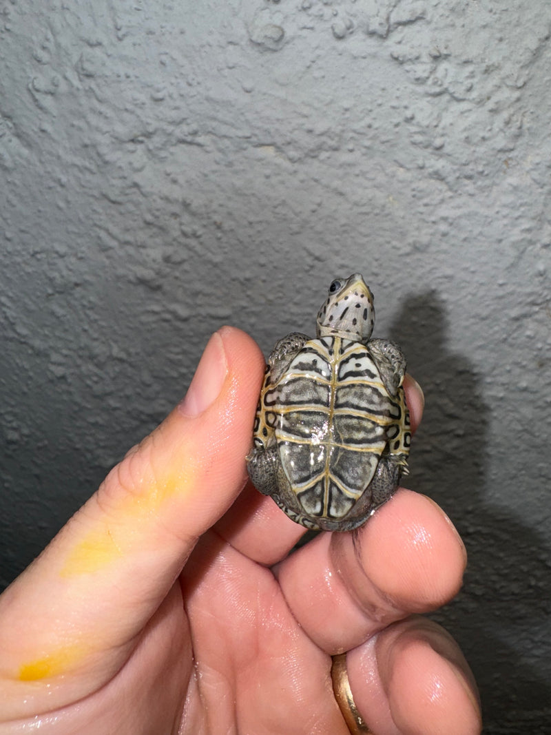 Hi White Concentric Diamondback Terrapin 2024