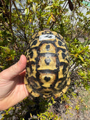 Libyan Greek Tortoise Adult Male