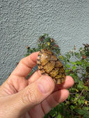 Hypo Stripe-necked Musk Turtle SUB Adult Female