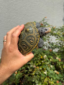 Concentric Diamondback Terrapin Adult Female