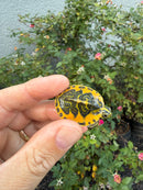 Golden Flame Florida Red Bellied Turtle 2026
