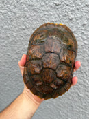 Hybino Red-Eared Slider Adult Female