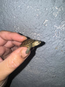 Hi White Concentric Diamondback Terrapin 2024