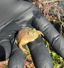 Baby Budgett’s Frog (Lepidobatrachus laevi)