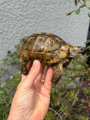 Mesopotamian Greek Tortoise Adult Male