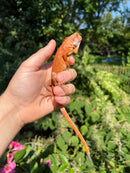Super Red Iguana Male