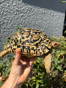 Leopard Tortoise Sub Adult Male