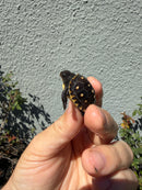 Hi Color Eastern Box Turtle Baby