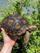 Burmese Brown Mountain Tortoise Female