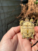 Leopard Tortoise 2024