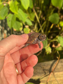 Keeled Box Turtle Baby