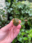 Yellow Flame Baby Florida Red Bellied Turtle