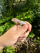 Purple Iguana Babies (Iguana iguana)